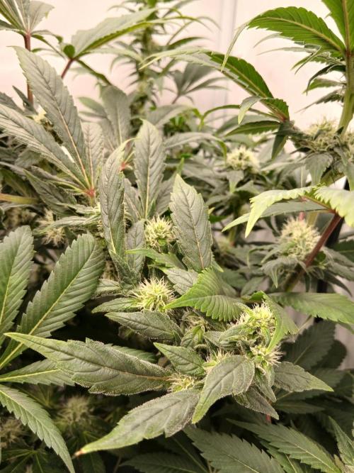 DWC Grow with Advanced Seeds. Week 11