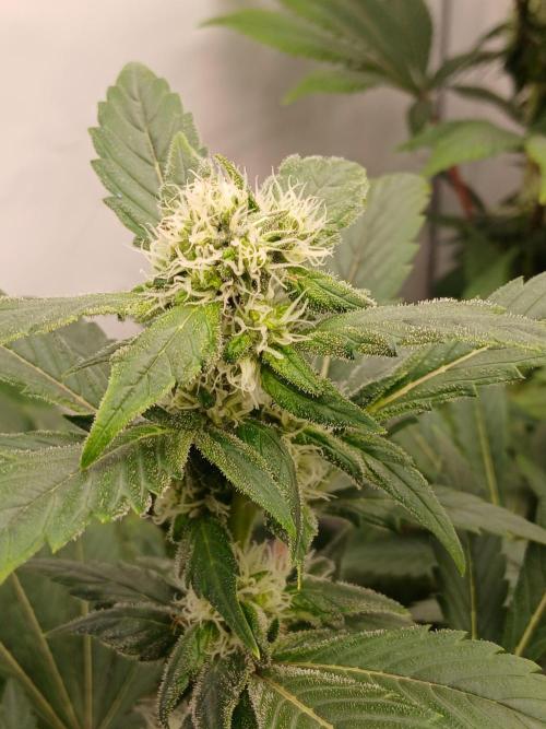 DWC Grow with Advanced Seeds. Week 11