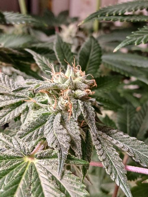 Regular Company for the DWC Lady. Week 11