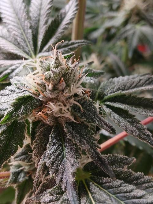 Regular Company for the DWC Lady. Week 11