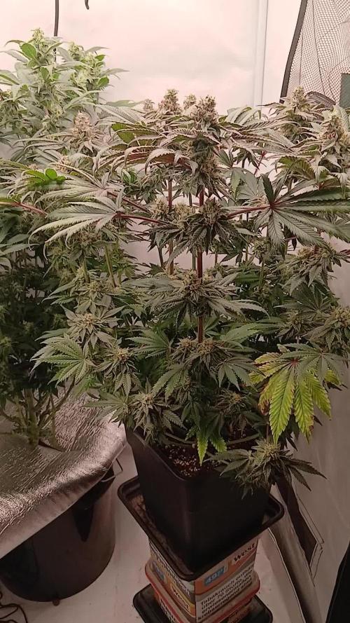 Regular Company for the DWC Lady