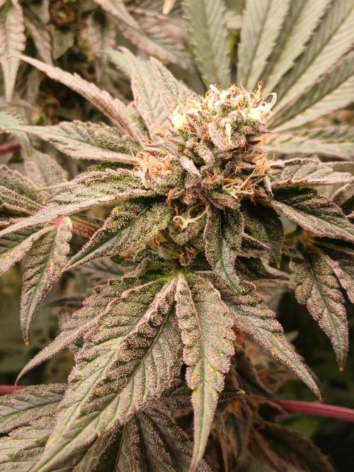 Regular Company for the DWC Lady. Week 12