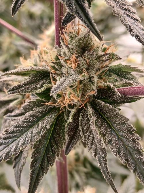 Regular Company for the DWC Lady. Week 12