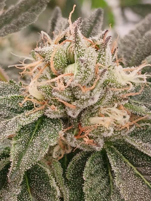 Regular Company for the DWC Lady. Week 12