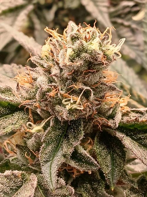 Regular Company for the DWC Lady. Week 12