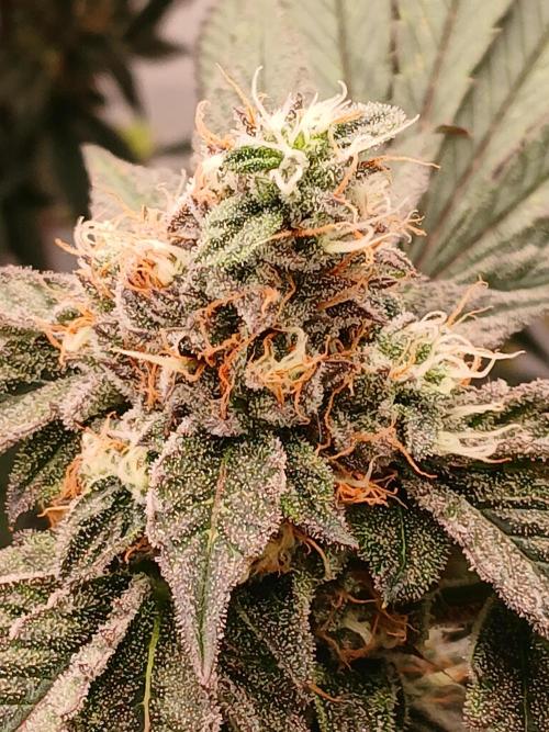 Regular Company for the DWC Lady. Week 12