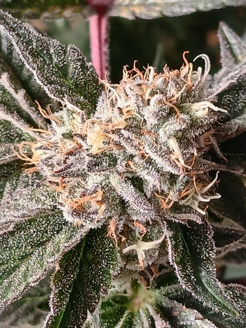 Regular Company for the DWC Lady. Week 12