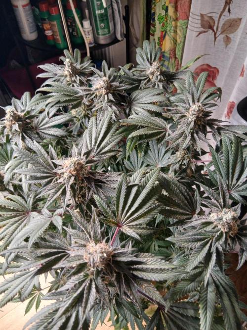 Regular Company for the DWC Lady. Week 12