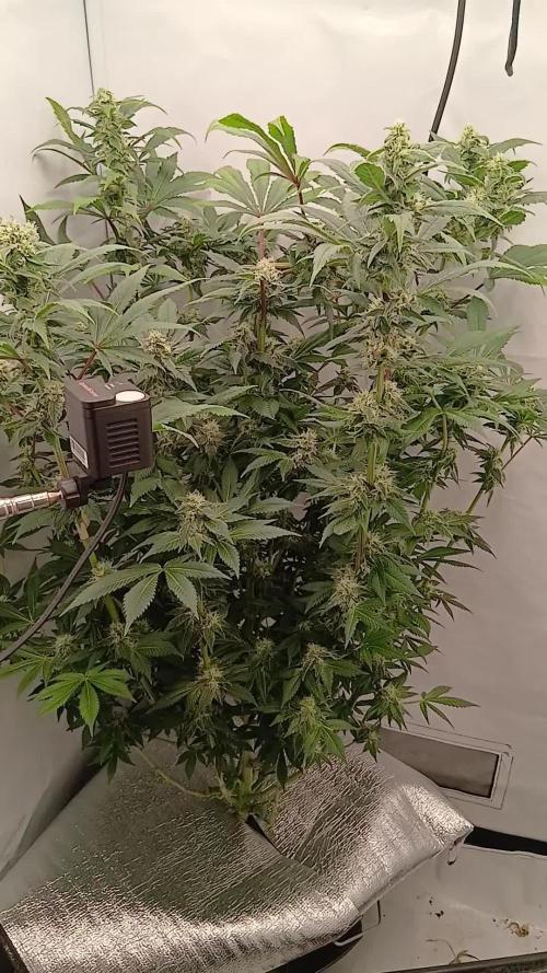 DWC Grow with Advanced Seeds
