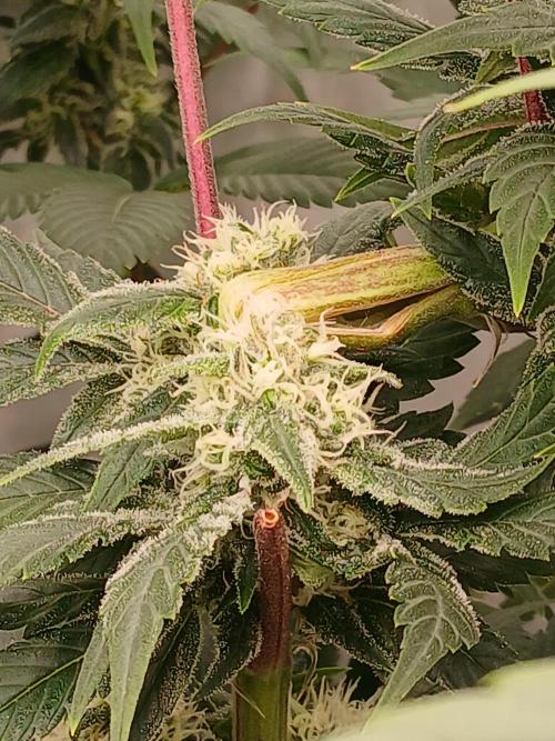 DWC Grow with Advanced Seeds. Week 12