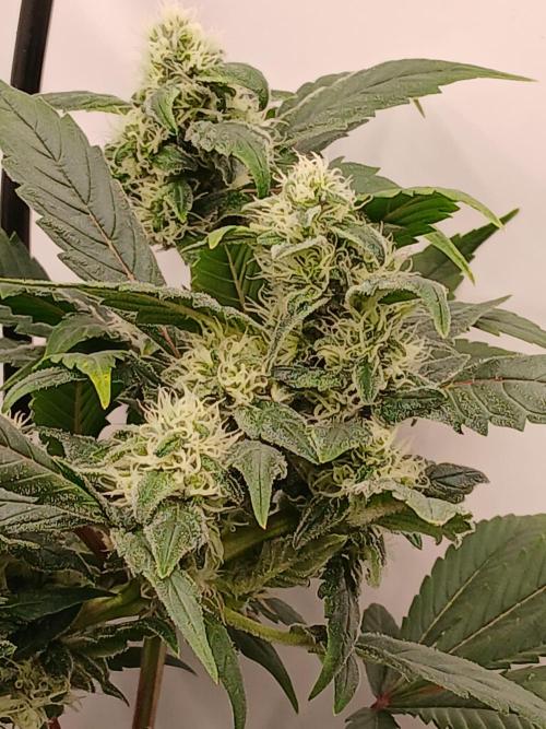 DWC Grow with Advanced Seeds. Week 12