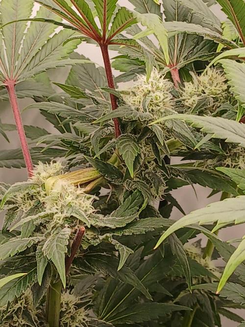 DWC Grow with Advanced Seeds. Week 12