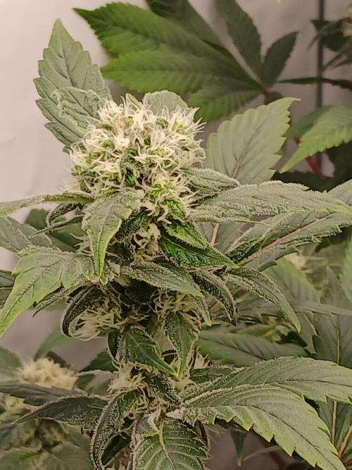 DWC Grow with Advanced Seeds. Week 12