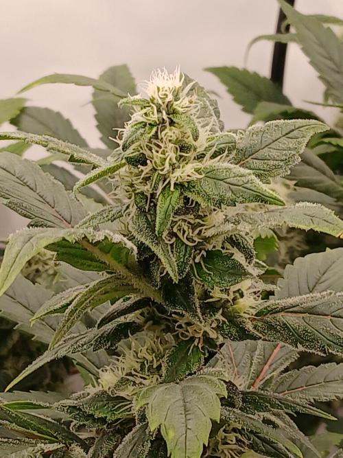 DWC Grow with Advanced Seeds. Week 12