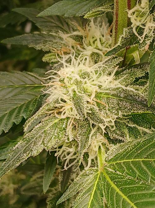 DWC Grow with Advanced Seeds. Week 12