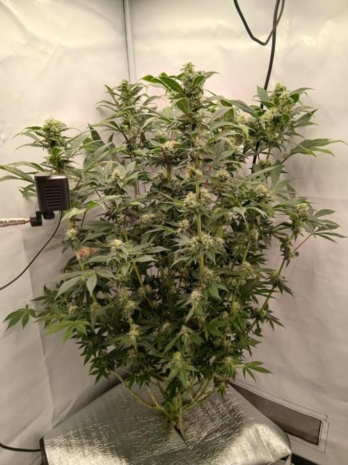 DWC Grow with Advanced Seeds. Week 12