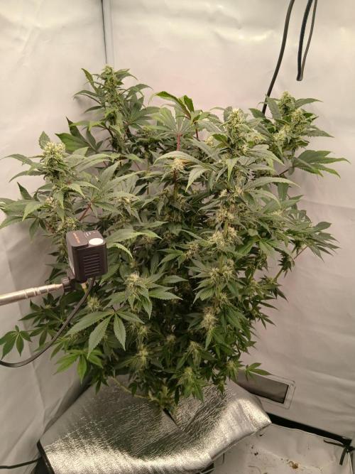 DWC Grow with Advanced Seeds. Week 12