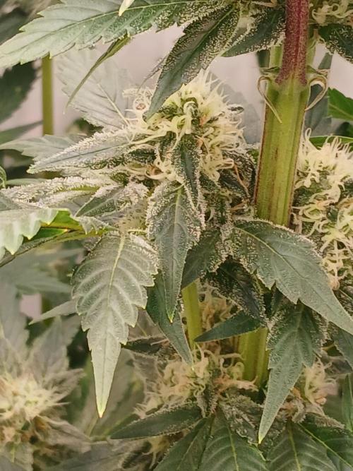 DWC Grow with Advanced Seeds. Week 12