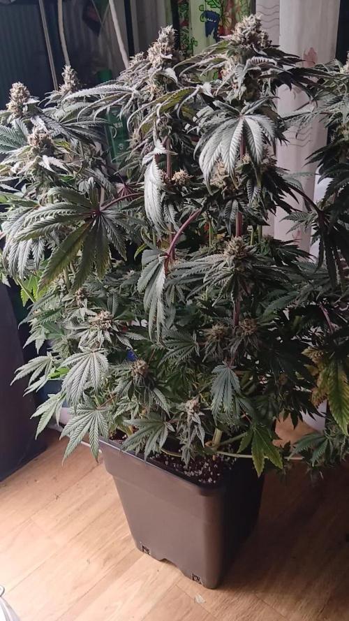 Regular Company for the DWC Lady