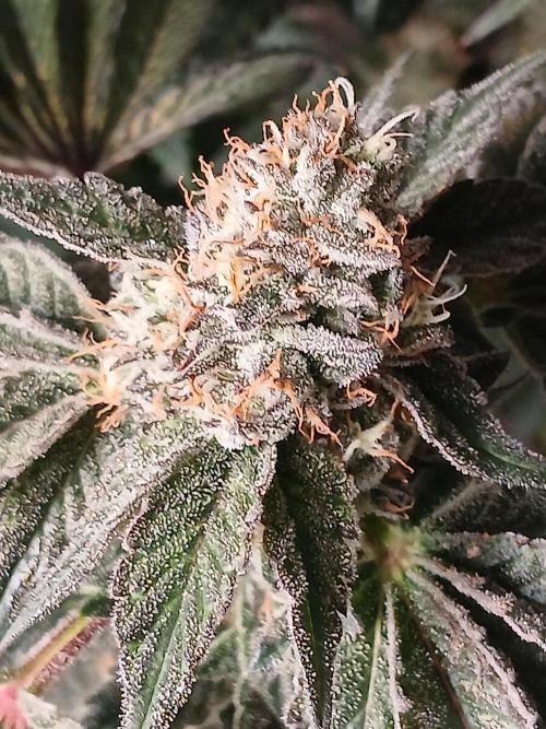 Regular Company for the DWC Lady. Week 13