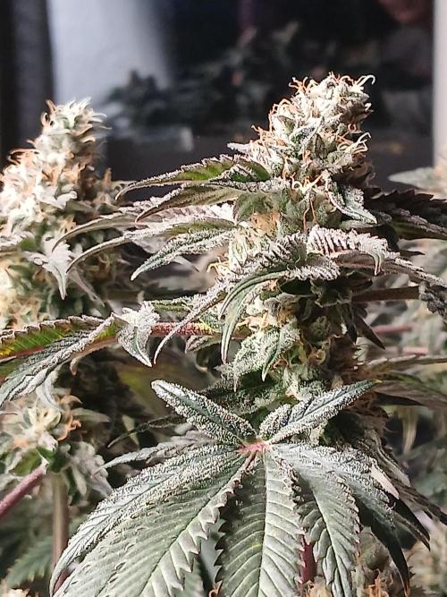 Regular Company for the DWC Lady. Week 13