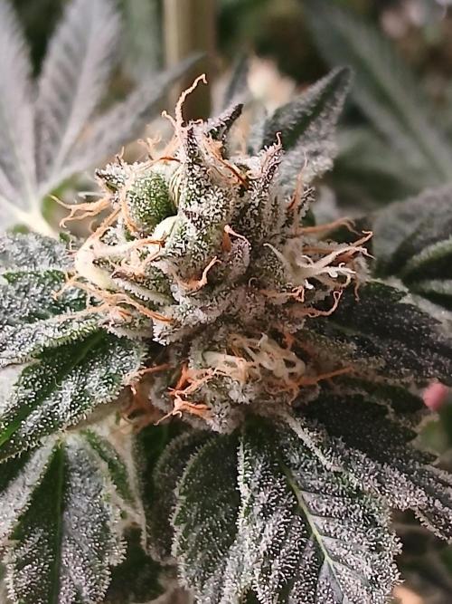 Regular Company for the DWC Lady. Week 13