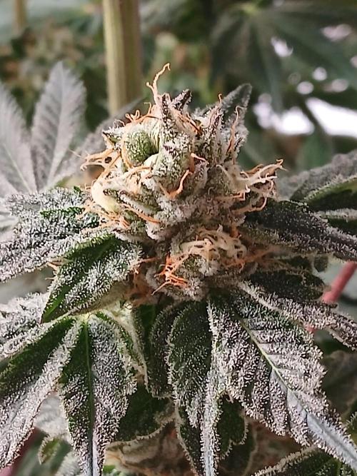 Regular Company for the DWC Lady. Week 13