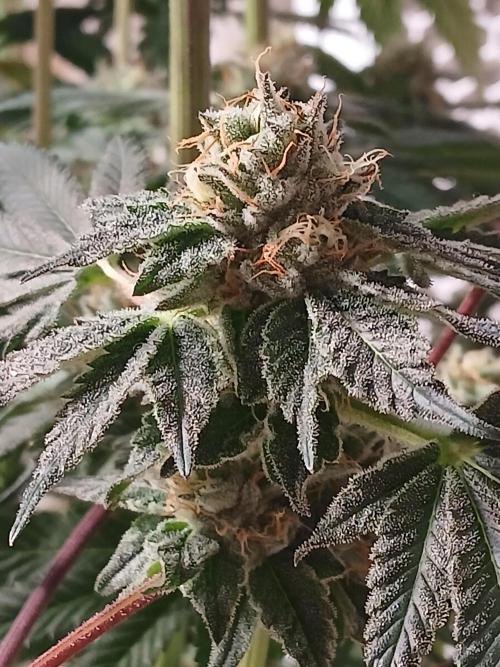 Regular Company for the DWC Lady. Week 13