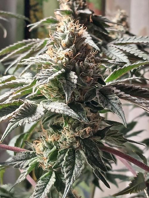 Regular Company for the DWC Lady. Week 13