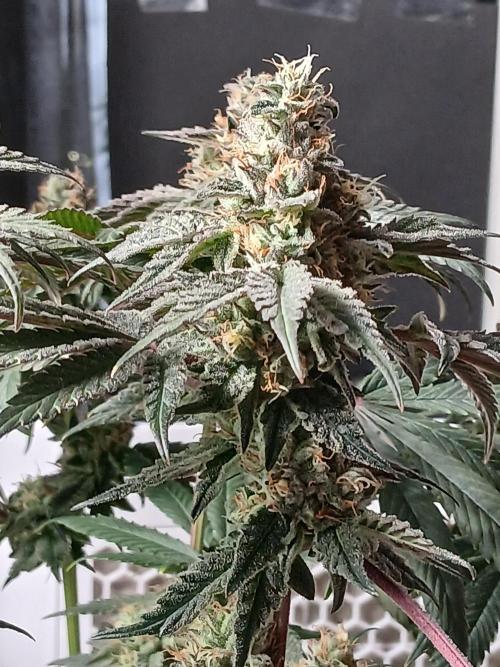 Regular Company for the DWC Lady. Week 13