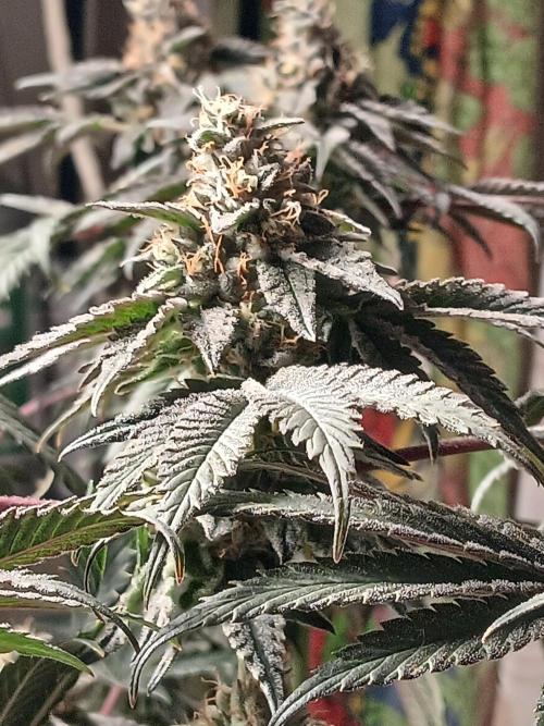 Regular Company for the DWC Lady. Week 13