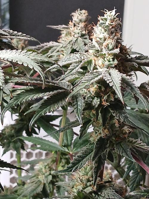 Regular Company for the DWC Lady. Week 13