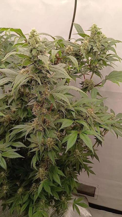 DWC Grow with Advanced Seeds