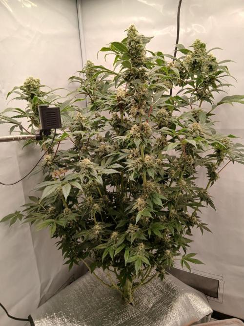 DWC Grow with Advanced Seeds. Week 13