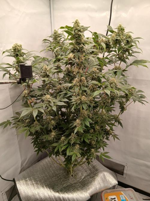 DWC Grow with Advanced Seeds. Week 13