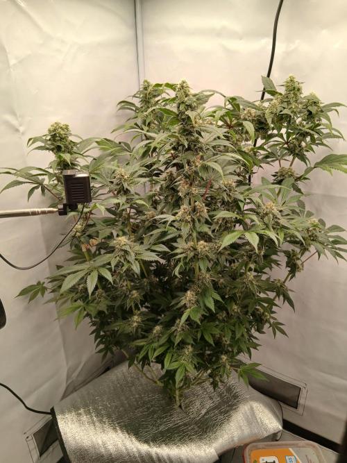 DWC Grow with Advanced Seeds. Week 13