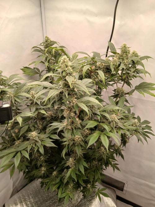 DWC Grow with Advanced Seeds. Week 13