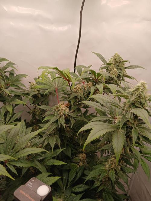 DWC Grow with Advanced Seeds. Week 13