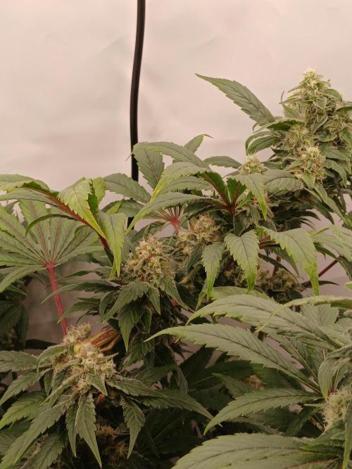 DWC Grow with Advanced Seeds. Week 13