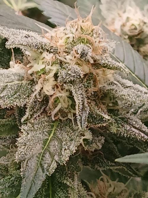 DWC Grow with Advanced Seeds. Week 13