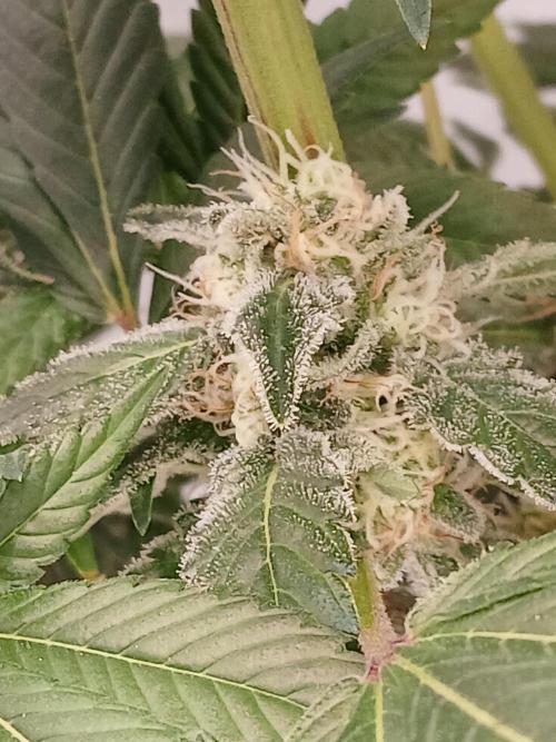 DWC Grow with Advanced Seeds. Week 13