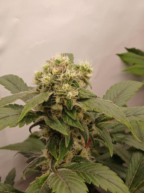 DWC Grow with Advanced Seeds. Week 13