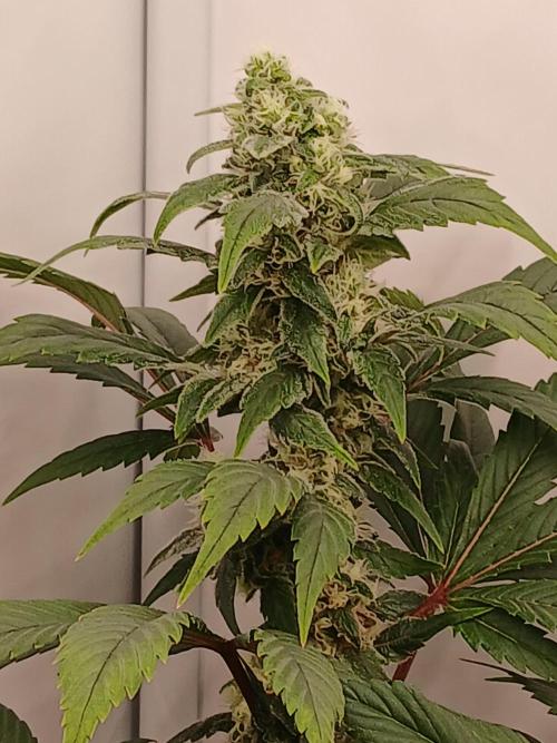 DWC Grow with Advanced Seeds. Week 13