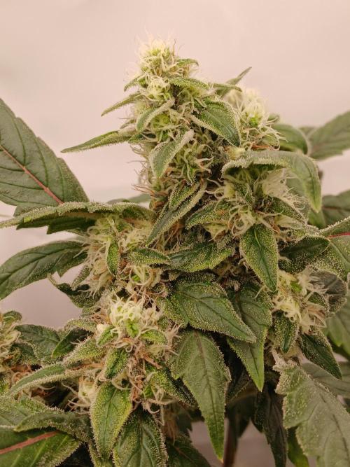 DWC Grow with Advanced Seeds. Week 13