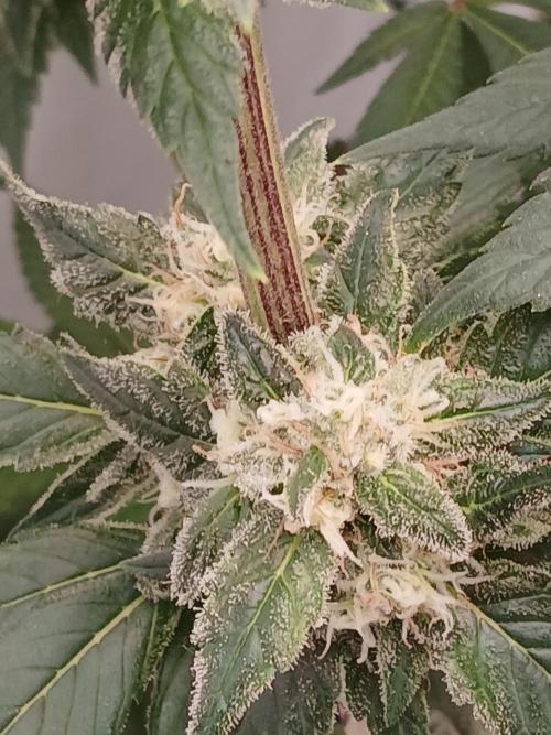 DWC Grow with Advanced Seeds. Week 13