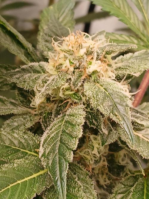 DWC Grow with Advanced Seeds. Week 13