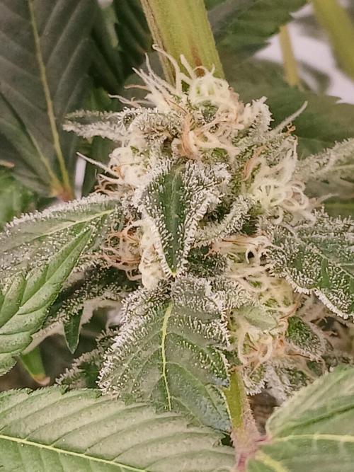 DWC Grow with Advanced Seeds. Week 13