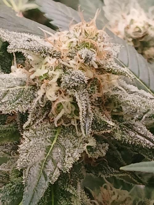 DWC Grow with Advanced Seeds. Week 13