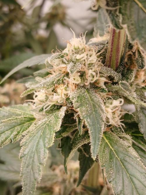 DWC Grow with Advanced Seeds. Week 13