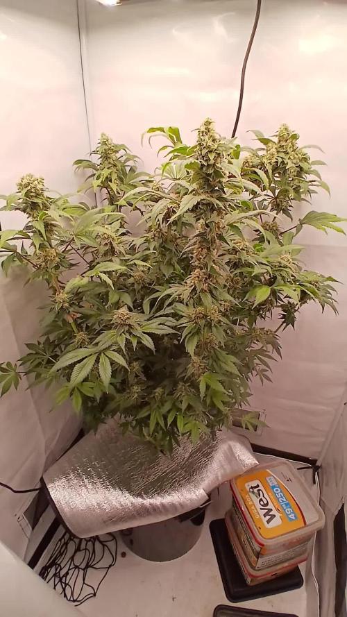 DWC Grow with Advanced Seeds